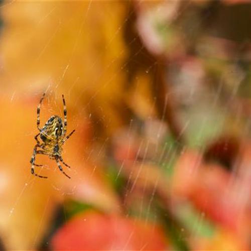 Spinne, Schnecke und Co. schützen: Laubsauger vermeiden