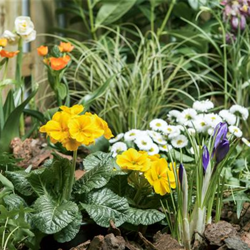 Osterglocke, Tulpe und Hyazinthe: Frühlingsboten auf dem Balkon