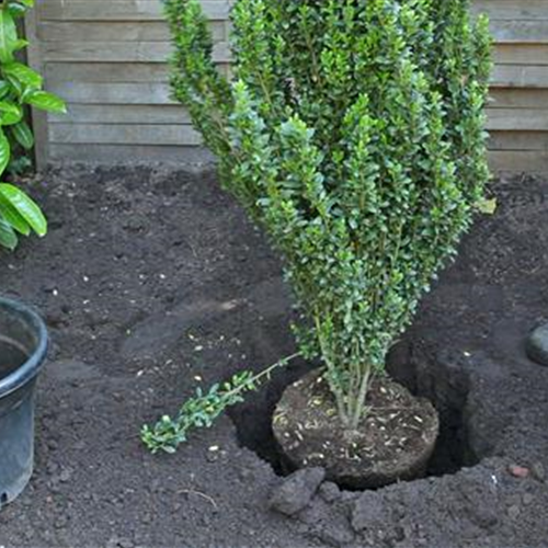 Stechpalme - Einpflanzen im Garten