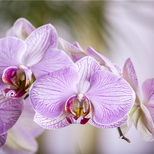 Die sch&#246;ne Vielfalt der Orchideen