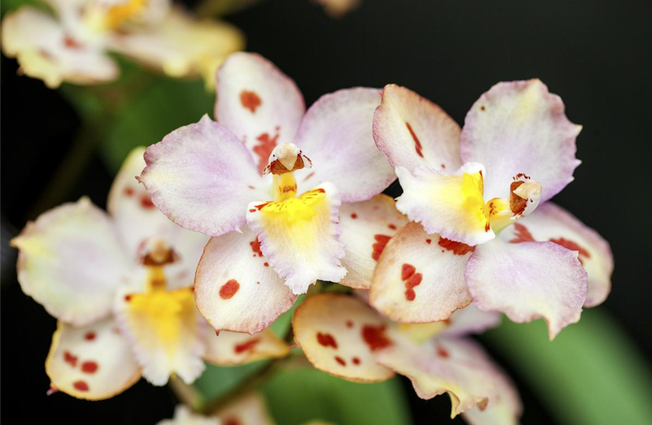 Die schöne Vielfalt der Orchideen
