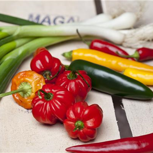 Chili & Paprika: Gemüse des Jahres 2015/16