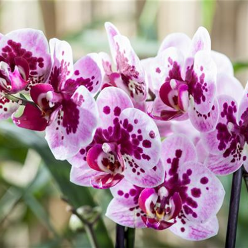 Die Orchideen-Klassiker