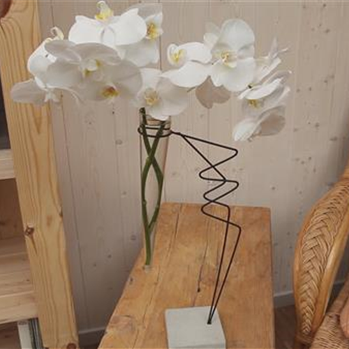 Orchidee - Anschneiden für den Heimgebrauch
