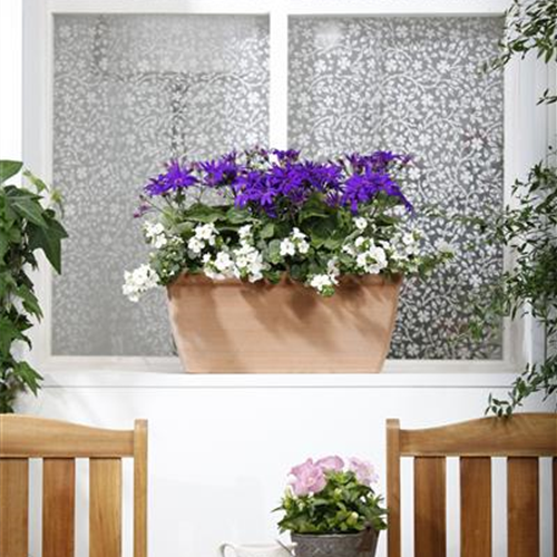 Der Winter wird grün: Winterharte Pflanzen für den Balkon