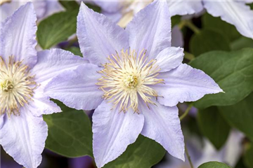 Clematis und Rosen gemeinsam pflanzen