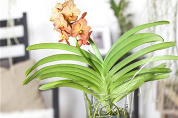 Orchideen vorsichtig gießen