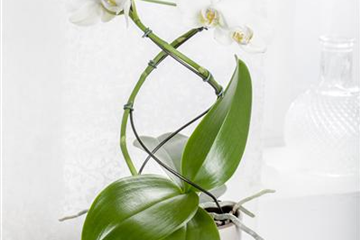 Orchideenstäbe