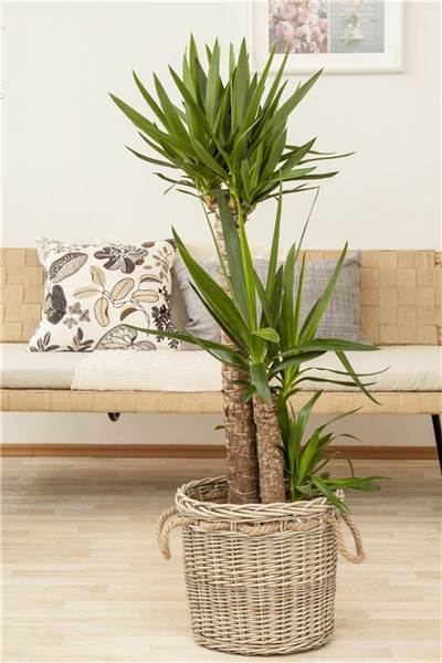Yucca elephantipes