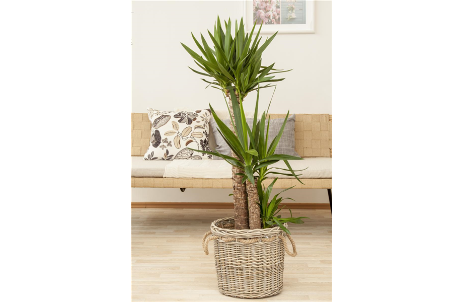 Pflanze des Monats Dezember 2026: Yucca