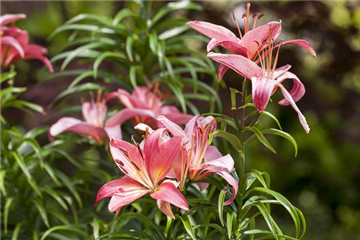 Lilien kontrollieren