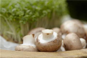 Champignons selber anbauen