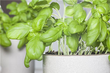 Basilikum auf der Fensterbank richtig pflegen