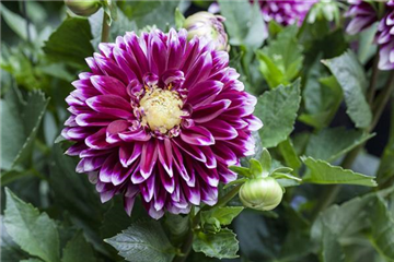 Dahlien nicht zu früh ausgraben