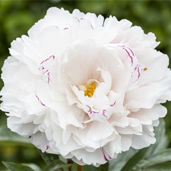 Pilzbefall vorbeugen