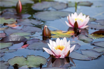 Frostempfindliche Wasserpflanzen schützen