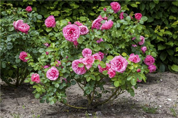 Rosen fit für den Winter machen