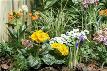 Frühlingsboten auf dem Balkon