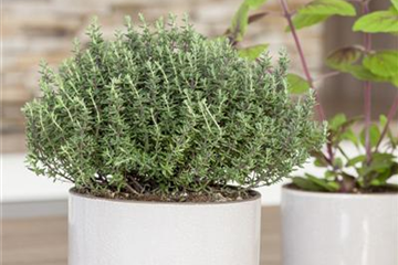 Oregano und Thymian ernten