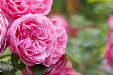 Der „Rosen-TÜV“