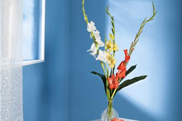 Gladiolen für die Vase