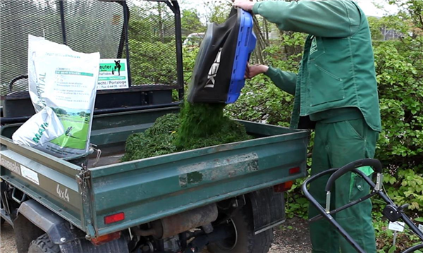 Rasen - Schnitt und Pflege (3)