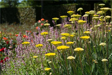 Staudengarten – Gestaltungshinweise