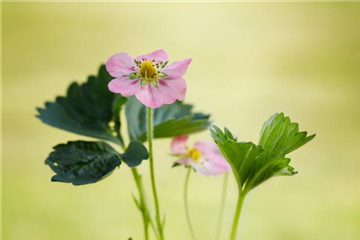 Erdbeeren setzen