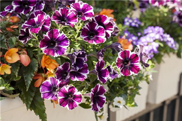 Verwelkte Blüten entfernen