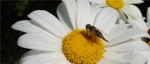 Gartentipps im Mai