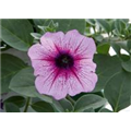 G24635_1.jpg