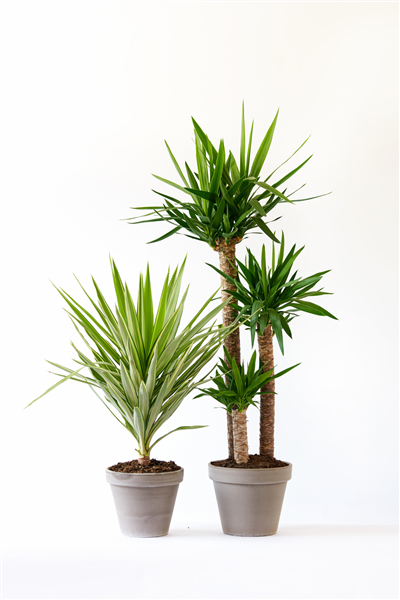 Yucca Sortimentsauswahl
