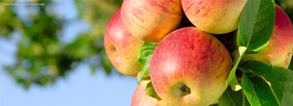 Obst verarbeiten - Gärtnerei Steinhilber - da blüh ich auf