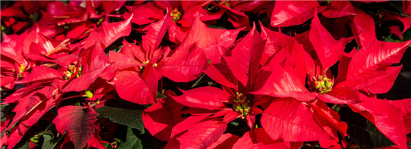 Gartenkalender November 2026