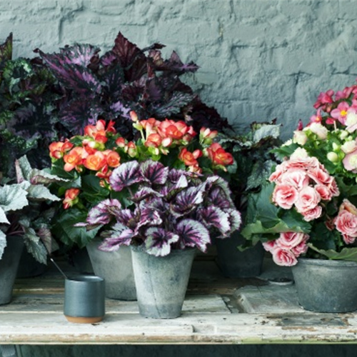 Pflanze des Monats April 2026: Begonie