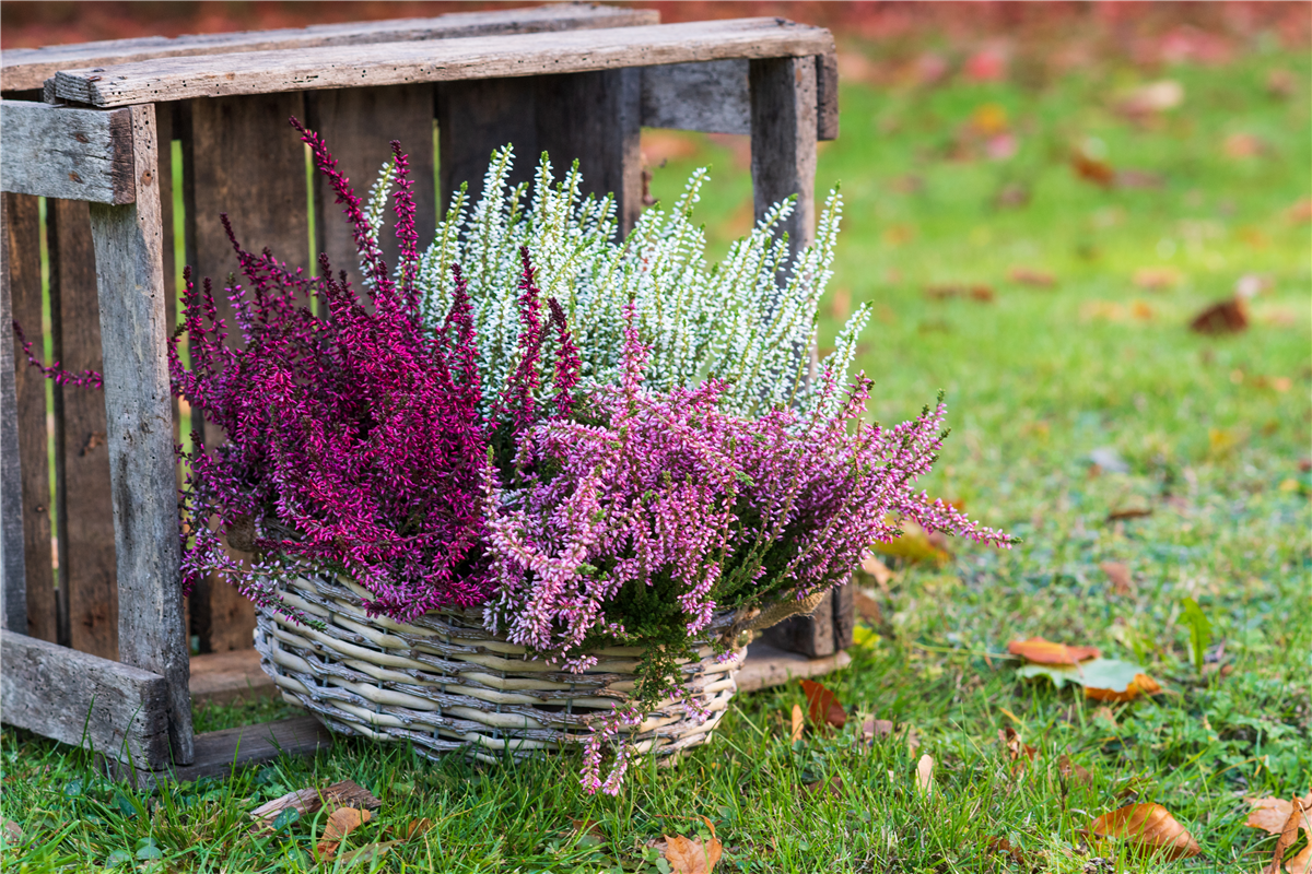 Gartenkalender September 2022 - Gärtnerei Steinhilber - da blüh ich auf
