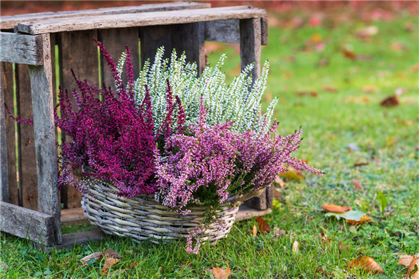 Gartenkalender September 2026