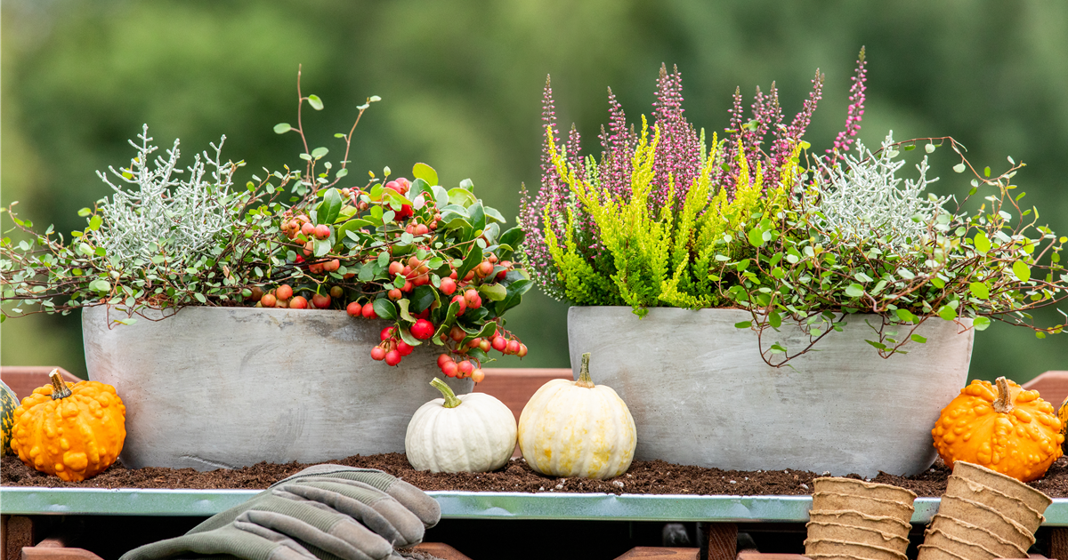 Der schöne Balkonkasten im Herbst