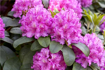 Rhododendron verjüngen