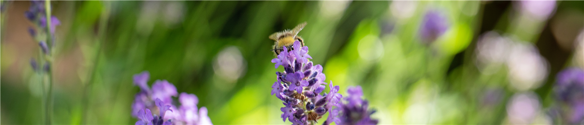 Gartenkalender Juli - Gärtnerei Steinhilber - da blüh ich auf