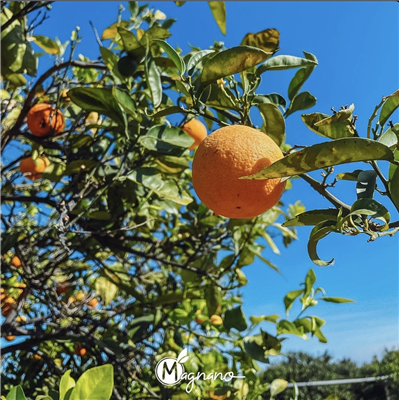 Vitaminboost aus Sizilien🍊