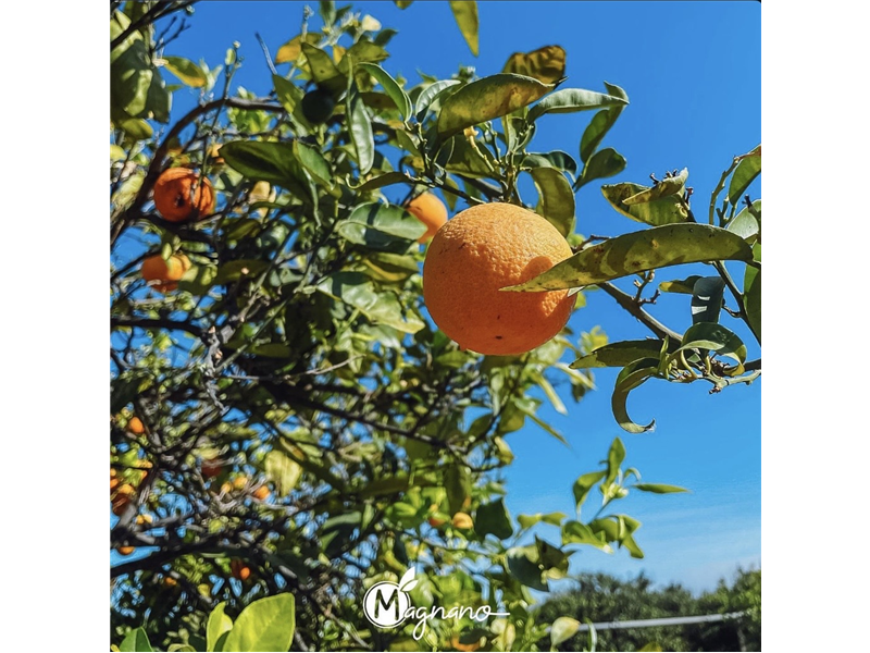 Vitaminboost aus Sizilien🍊🍋