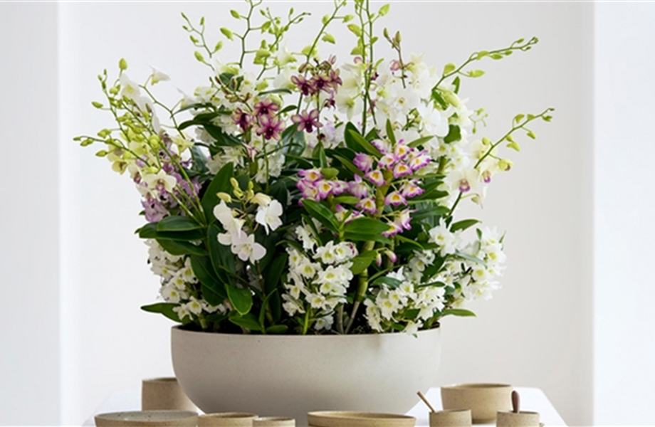 Pflanze des Monats März 2026: Dendrobium