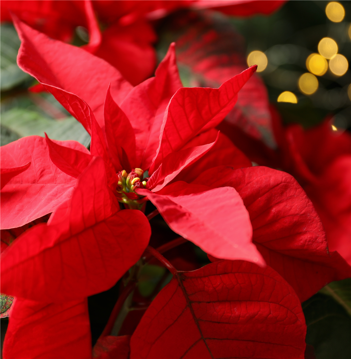 Pflanze des Monats November 2026: Poinsettie - Gärtnerei Steinhilber - da blüh ich auf