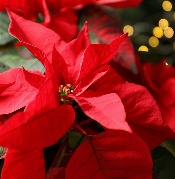 Pflanze des Monats November 2026: Poinsettie