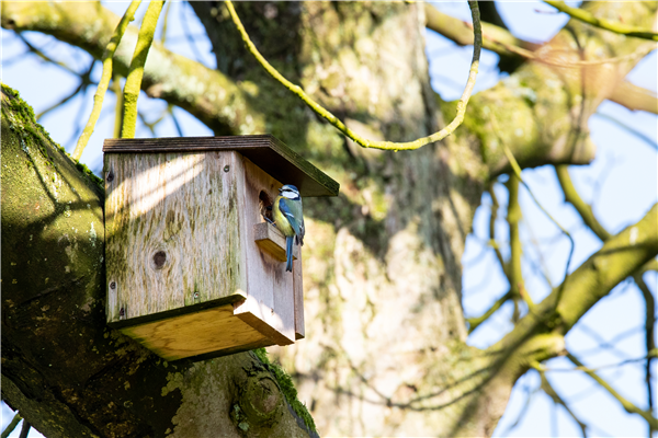 Alles rund um Wildvögel