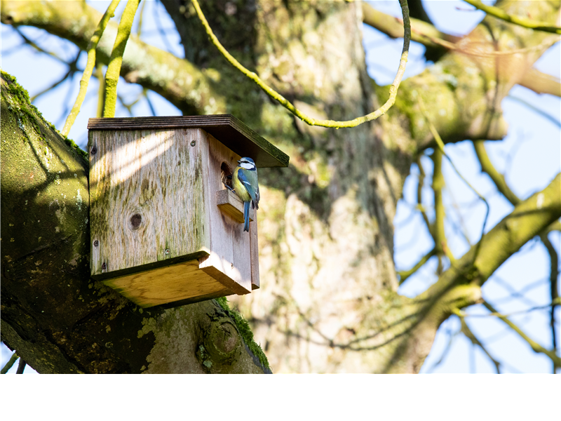 Alles rund um Wildvögel