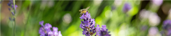 Gartenkalender Juli 2026